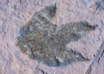 Dinosaurs Invade Salado: Traveling Museum to Delight Families with Prehistoric Fun