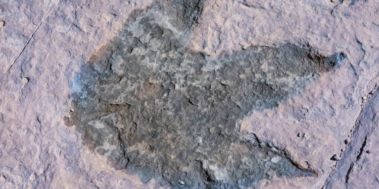 Dinosaurs Invade Salado: Traveling Museum to Delight Families with Prehistoric Fun