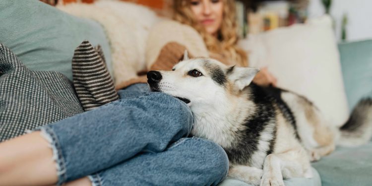 Texas Shelters Unite to “Calm the Canines” on Independence Day