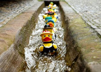 Bedford’s Rubber Duck Race Returns for Year Two