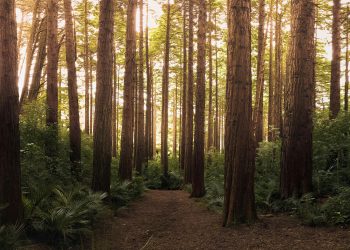 Rollins Just Flipped the Script on Texas Energy Development – And It’s About Time