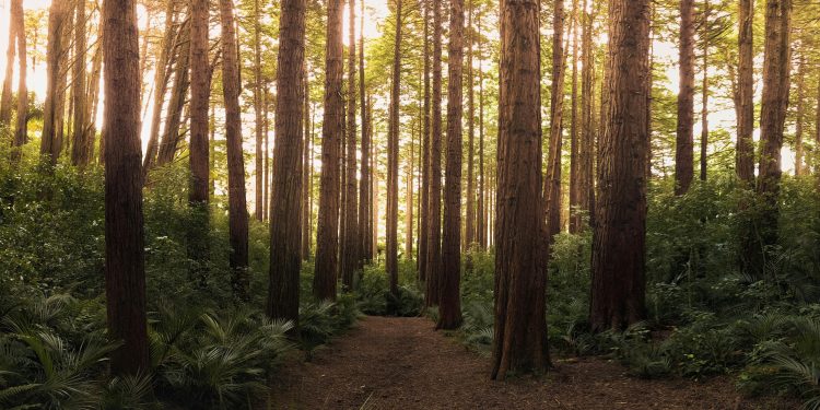 Rollins Just Flipped the Script on Texas Energy Development – And It’s About Time