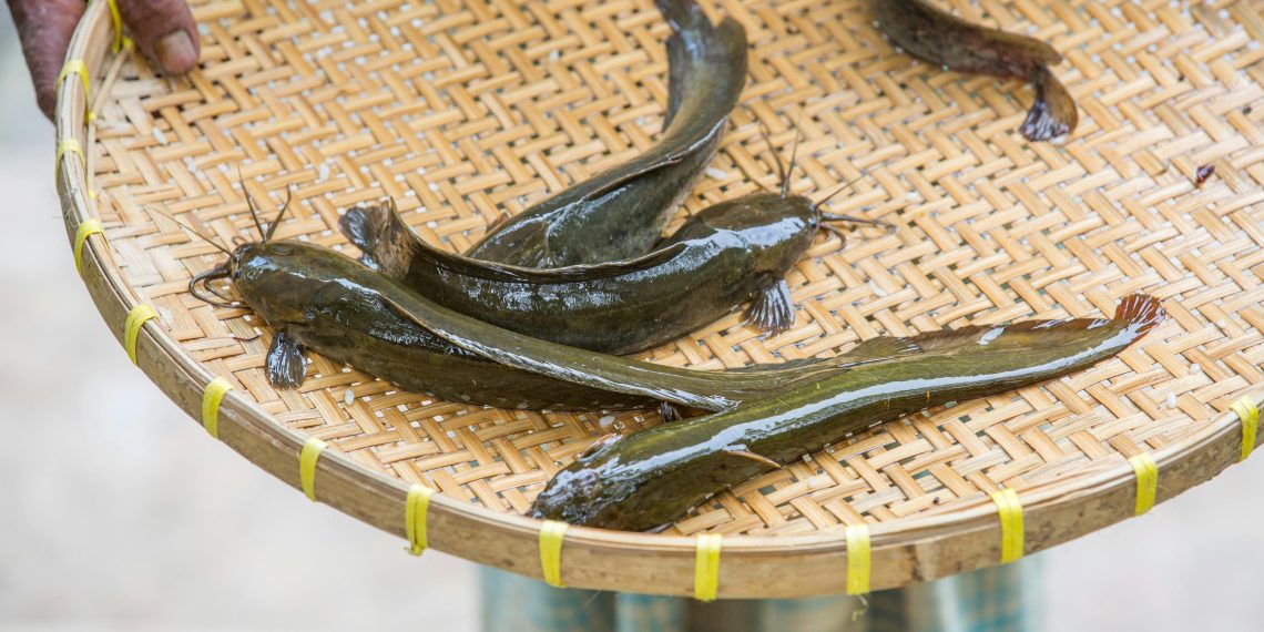 USDA’s $8 Million Catfish Plan Could Change Your Seafood Game (Yes, Even in Texas)