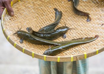 USDA’s $8 Million Catfish Plan Could Change Your Seafood Game (Yes, Even in Texas)