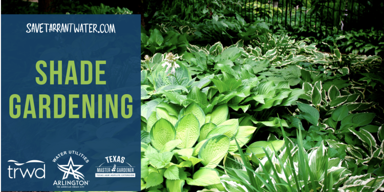 Stop Fighting Your Shady Yard: Arlington’s Free Class Turns Problem Spots Into Garden Gold