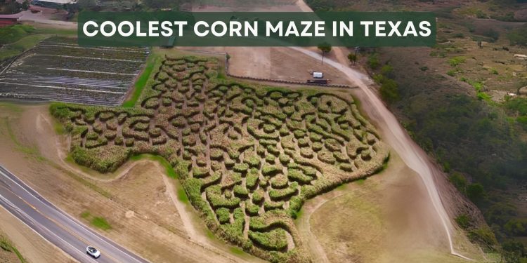 This Texas-Shaped Maze is Everything Right About Fall