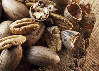 Your Guide to Texas’ Ultimate Fall Adventure: Pecan Picking Season is Here