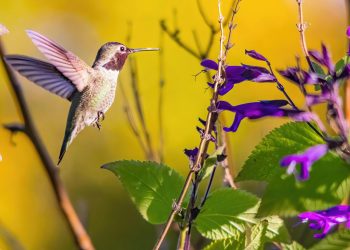 Thousands of Hummingbirds Are About to Invade Texas – And You Can Watch It Happen!