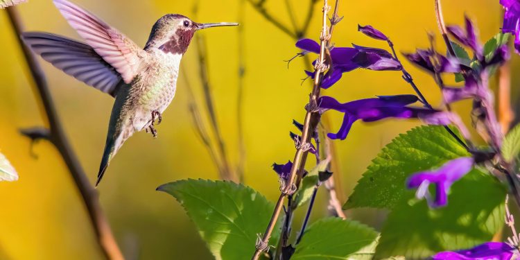Thousands of Hummingbirds Are About to Invade Texas – And You Can Watch It Happen!