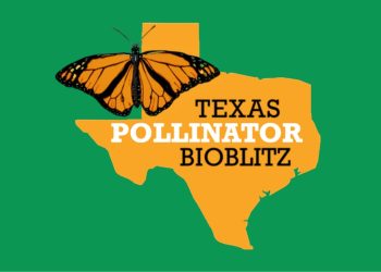 Grab Your Phone and Help Save Texas Butterflies This Month
