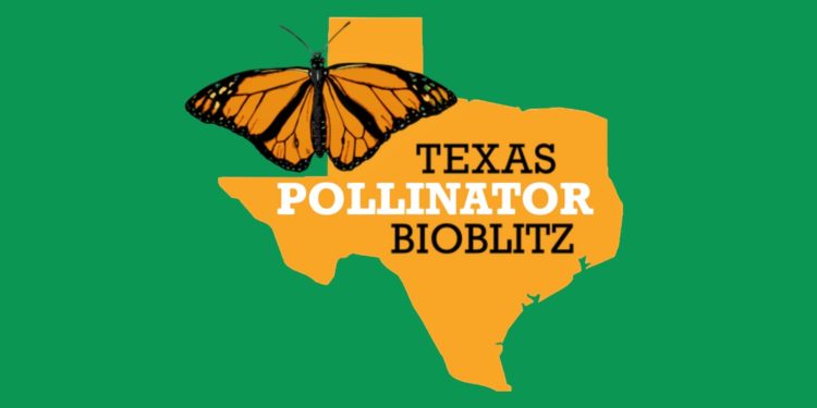 Grab Your Phone and Help Save Texas Butterflies This Month