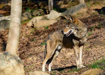 Why Texas Has Wolf Sanctuaries But No Wild Wolves—And How You Can Help