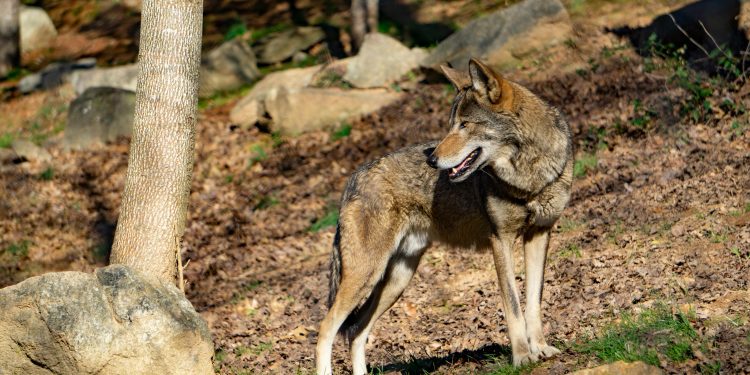 Why Texas Has Wolf Sanctuaries But No Wild Wolves—And How You Can Help