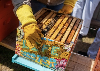 Texas Honey Show Returns to Waco This November – 145 Years of Sweet Tradition