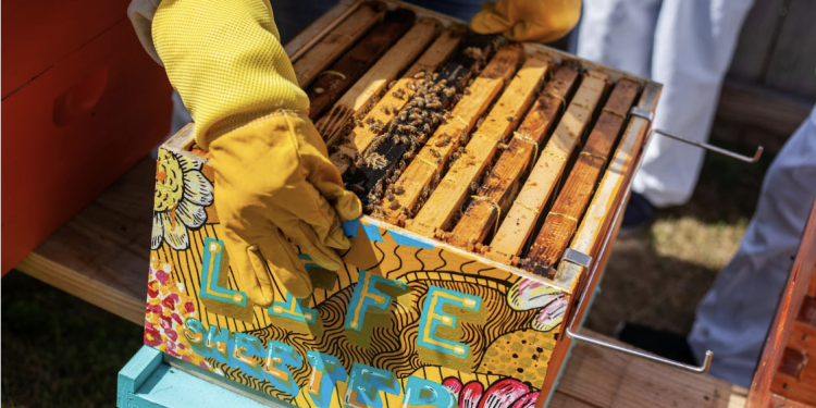 Texas Honey Show Returns to Waco This November – 145 Years of Sweet Tradition