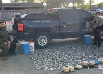 Texas Cracks Down Hard on Shark Fins—Here’s Why It Matters