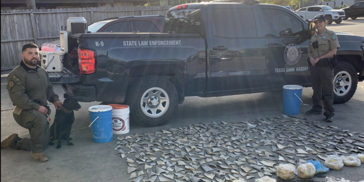 Texas Cracks Down Hard on Shark Fins—Here’s Why It Matters