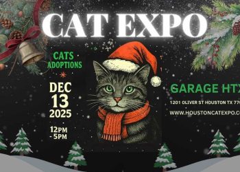 Cat Lovers, Get Ready for the Purr-fect Holiday Event! Houston Cat Expo Returns This December