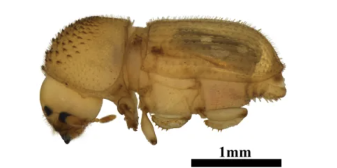 A Tiny Beetle from Africa Just Got Stopped at Detroit—And It Could’ve Devastated Texas Agriculture