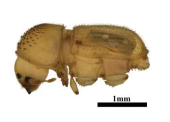 A Tiny Beetle from Africa Just Got Stopped at Detroit—And It Could’ve Devastated Texas Agriculture