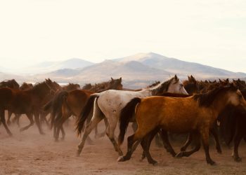 December 13 Is National Horse Day—And Texas Once Had Millions of Wild Mustangs. Here’s What Happened to Them.