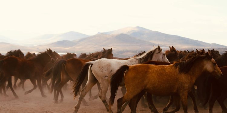 December 13 Is National Horse Day—And Texas Once Had Millions of Wild Mustangs. Here’s What Happened to Them.