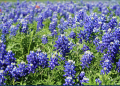 Spring Is Here — and Texas Bluebonnets Are Putting on a Show