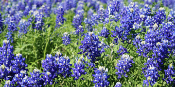 Spring Is Here — and Texas Bluebonnets Are Putting on a Show
