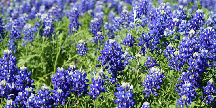Spring Is Here — and Texas Bluebonnets Are Putting on a Show