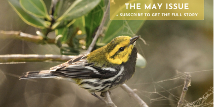 Texas Parks and Wildlife Magazine’s May Birding Issue Is Here — and It’s Worth the Read