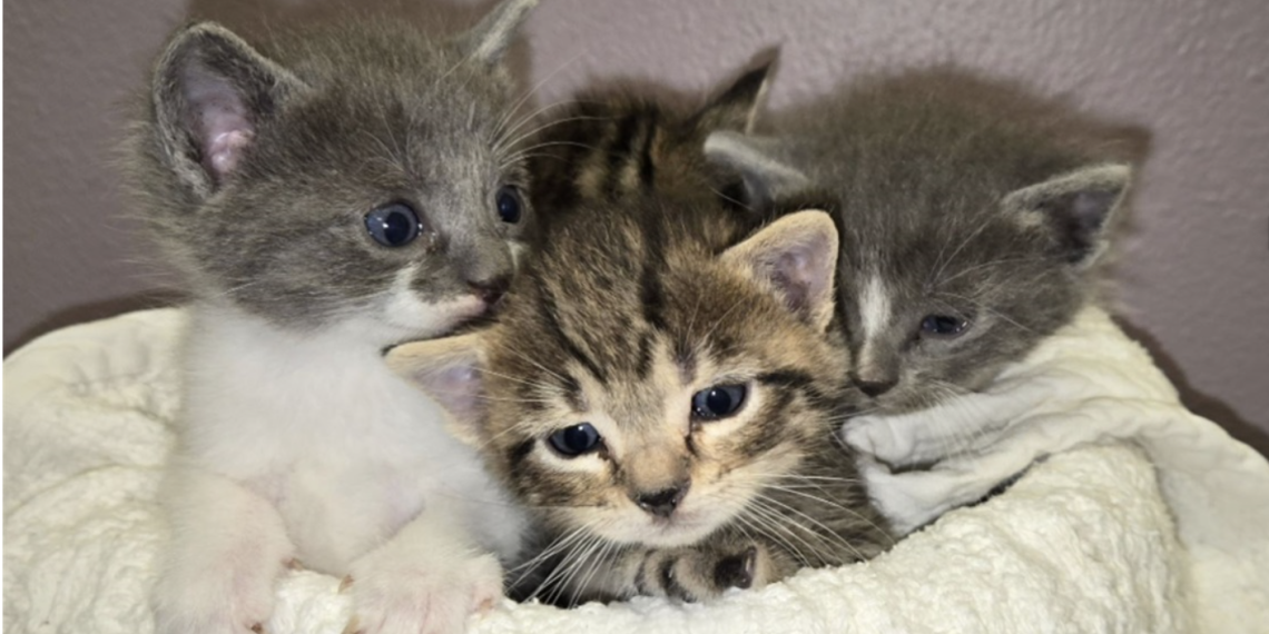 Arlington Needs Your Help This Spring — Baby Kittens Are Arriving and the Shelter Can’t Do It Alone
