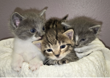 Arlington Needs Your Help This Spring — Baby Kittens Are Arriving and the Shelter Can’t Do It Alone