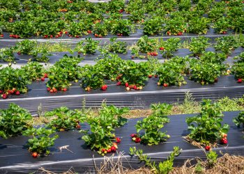Texas Strawberry Farms Worth the Drive This Spring
