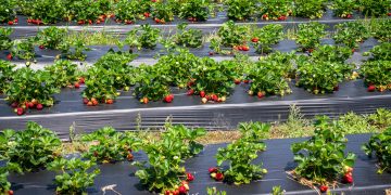 Texas Strawberry Farms Worth the Drive This Spring