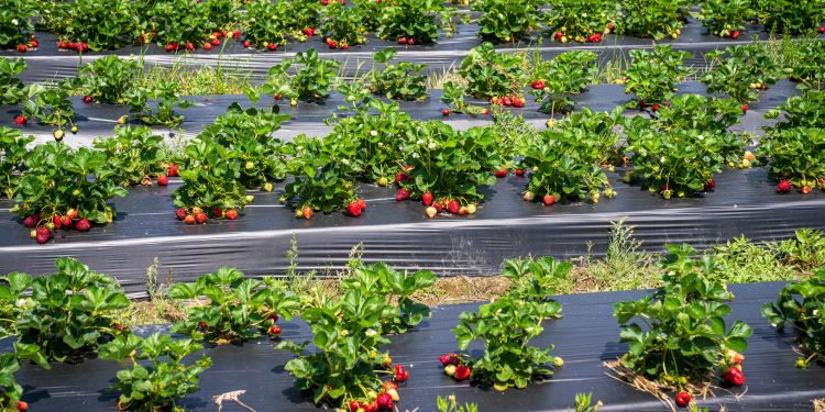 Texas Strawberry Farms Worth the Drive This Spring