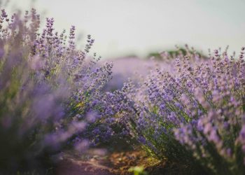 The Hill Country Turns Purple This June — Blanco’s Lavender Festival Is Back for Year 21