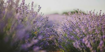 The Hill Country Turns Purple This June — Blanco’s Lavender Festival Is Back for Year 21