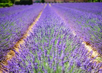 The Lavender Is Blooming in Texas — and These Are the Farms Worth the Drive