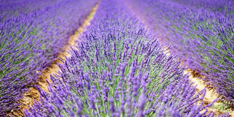 The Lavender Is Blooming in Texas — and These Are the Farms Worth the Drive