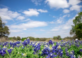 The Lavender Is Blooming in Texas — and These Are the Farms Worth the Drive