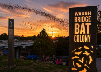 Nightly Bat Show