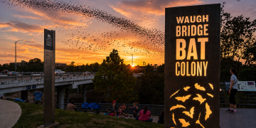 Nightly Bat Show