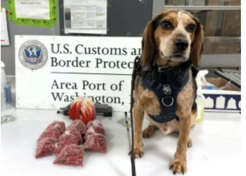 Freddie continues to thrive and protect our nation's vital agricultural resources one year after his violent assault.