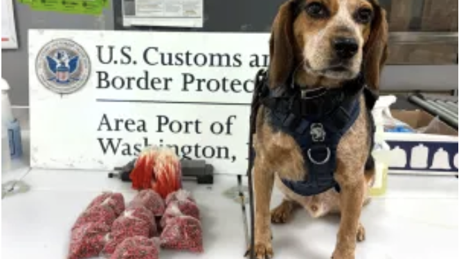 Freddie continues to thrive and protect our nation's vital agricultural resources one year after his violent assault.