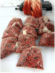 Jequirity beans, which are used in cultural and spiritual practices, contain toxic levels of abrin and are prohibited from entering the U.S.
