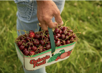Cherry