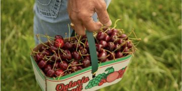 Cherry