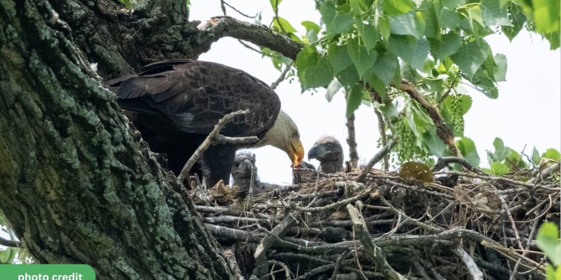 Dallas Says a Warm See-You-in-October to Its Bald Eagle Family: All Three Eaglets Have Fledged, Fencing Has Come Down at White Rock Lake