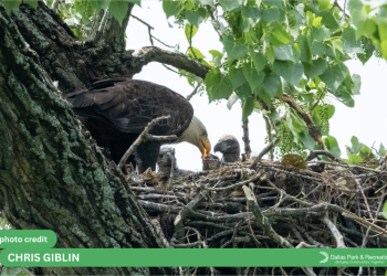Dallas Says a Warm See-You-in-October to Its Bald Eagle Family: All Three Eaglets Have Fledged, Fencing Has Come Down at White Rock Lake