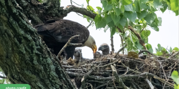 Dallas Says a Warm See-You-in-October to Its Bald Eagle Family: All Three Eaglets Have Fledged, Fencing Has Come Down at White Rock Lake